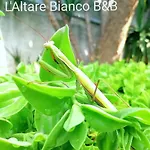 L'altare Bianco 3* ヴィエステ