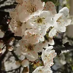 L'altare Bianco 3* ヴィエステ