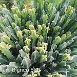L'altare Bianco ベッド・アンド・ブレックファスト 3*