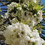 ベッド・アンド・ブレックファスト L'altare Bianco