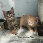 L'altare Bianco ベッド・アンド・ブレックファスト 3*