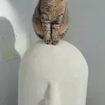 L'altare Bianco ヴィエステ