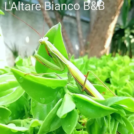 L'altare Bianco * Vieste
