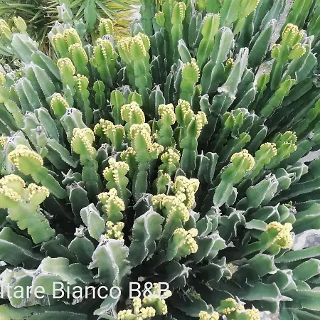 L'altare Bianco Bed & Breakfast *