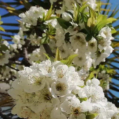 Panzió L'altare Bianco