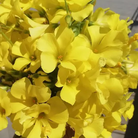 Bed & Breakfast L'altare Bianco Vieste