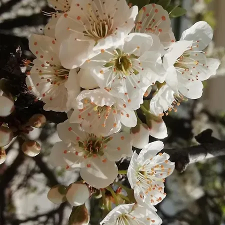 L'altare Bianco 3* Vieste