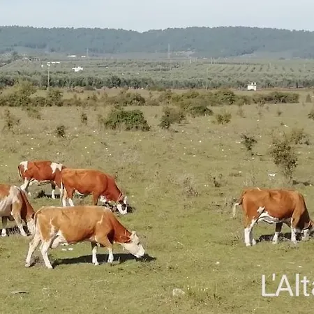 L'altare Bianco Vieste