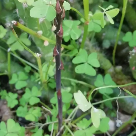 Bed & Breakfast L'altare Bianco