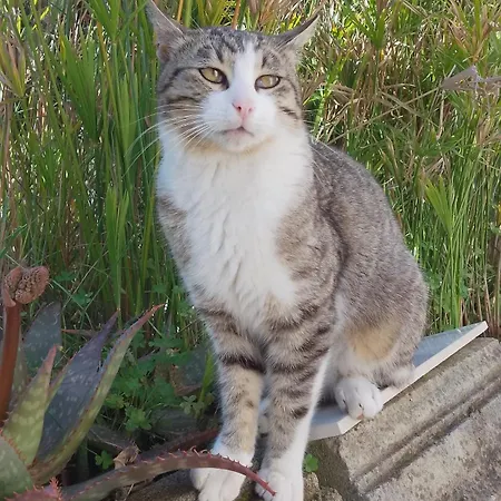 L'altare Bianco Bed & Breakfast 3*