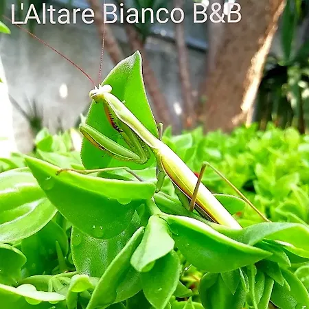L'altare Bianco